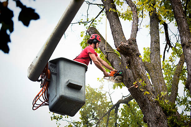 How Our Tree Care Process Works  in Desert Hot Springs, CA